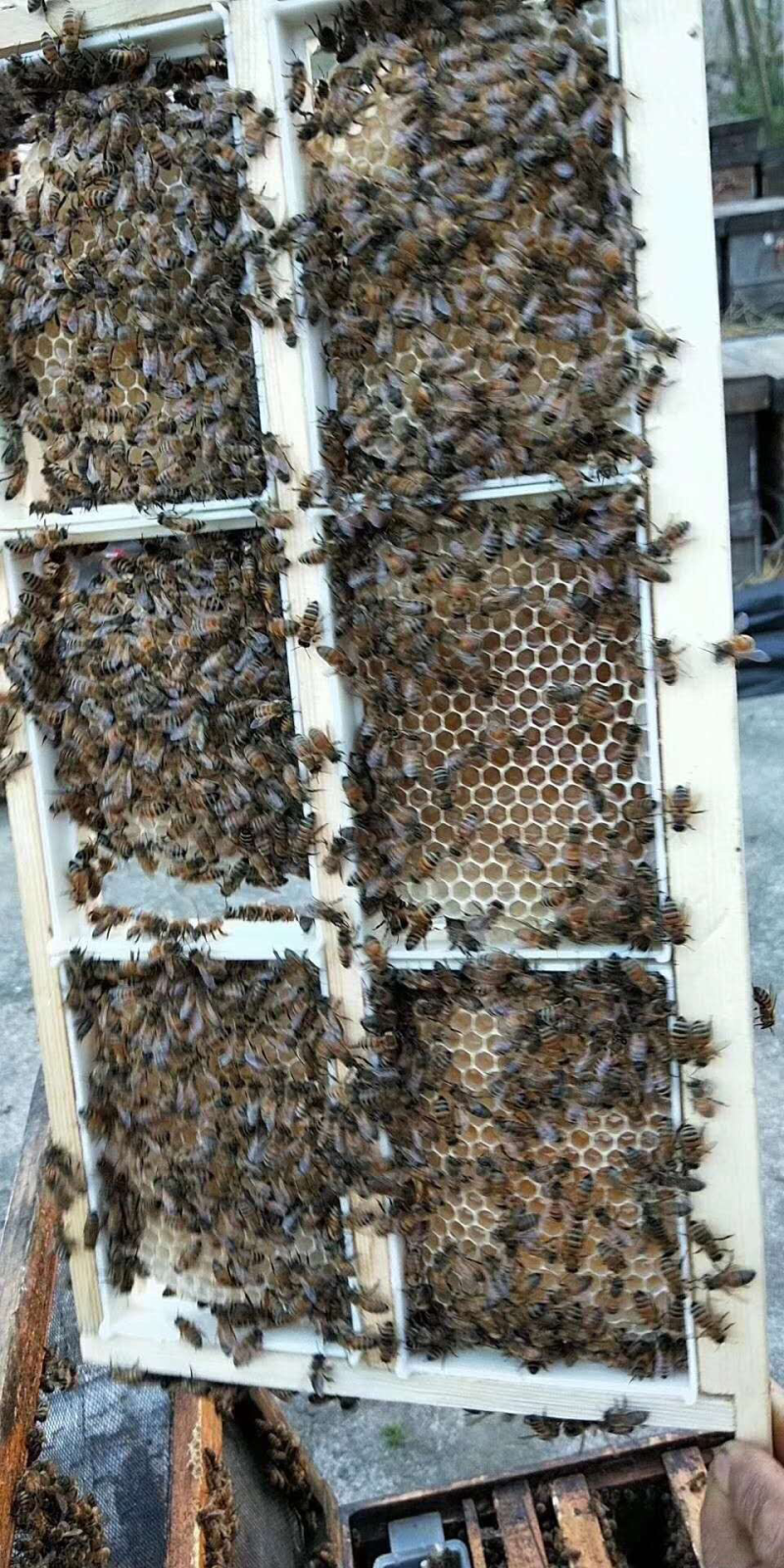 蜂巢蜜批发零售