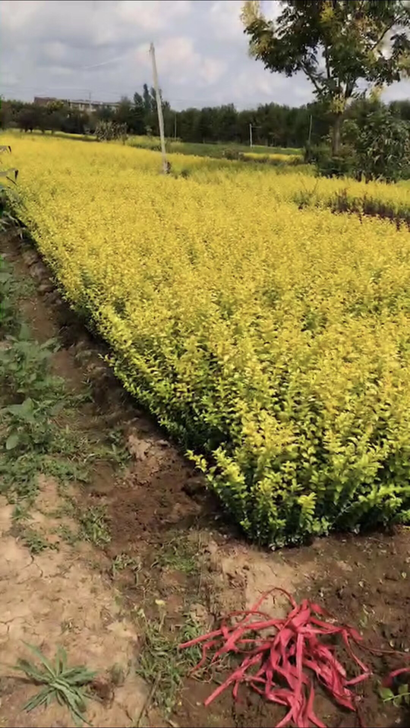 金叶女贞苗南北方种植绿化苗木基地直销室外