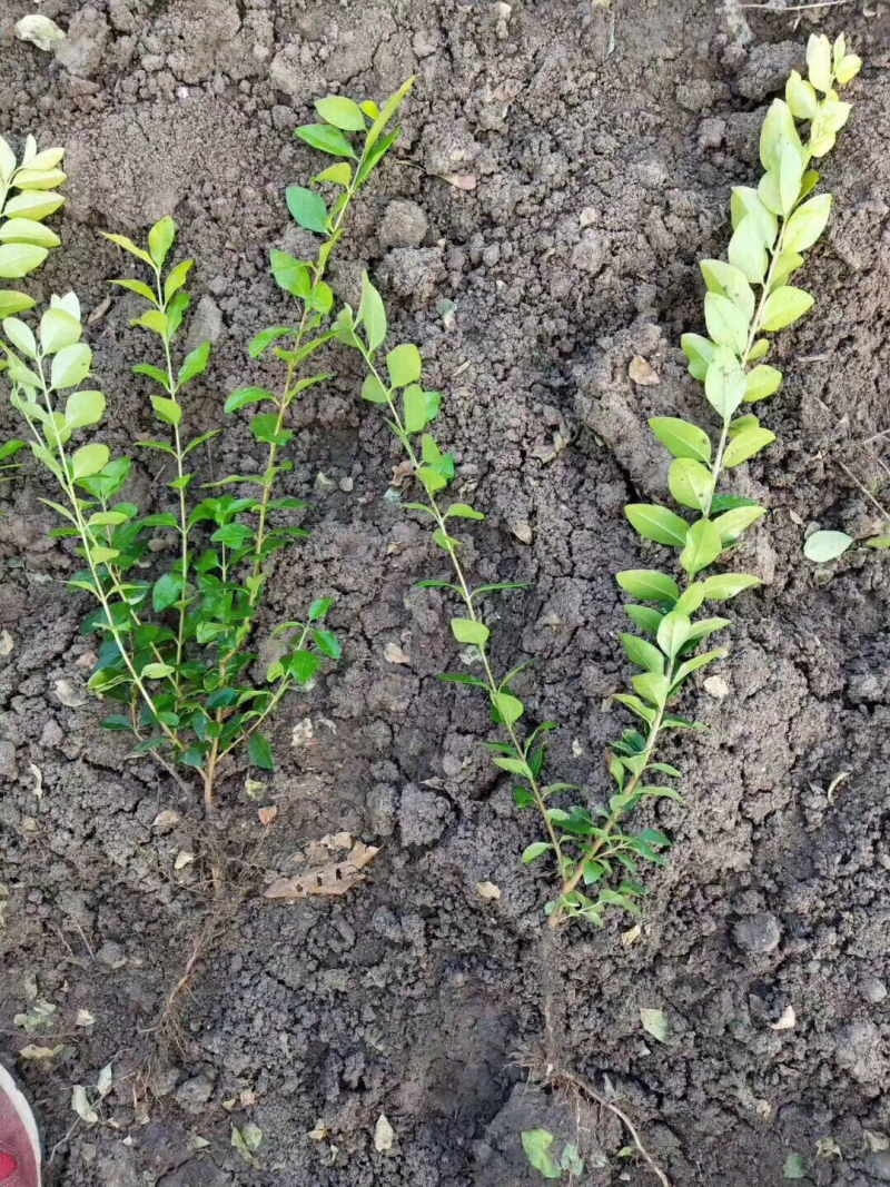 金叶女贞苗南北方种植绿化苗木基地直销室外