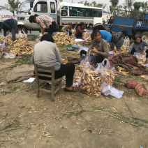 小黄姜，大黄姜，大量供应