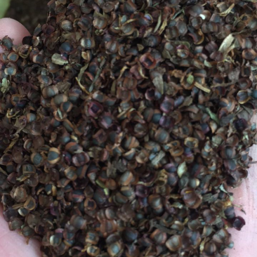 大花金鸡菊种子