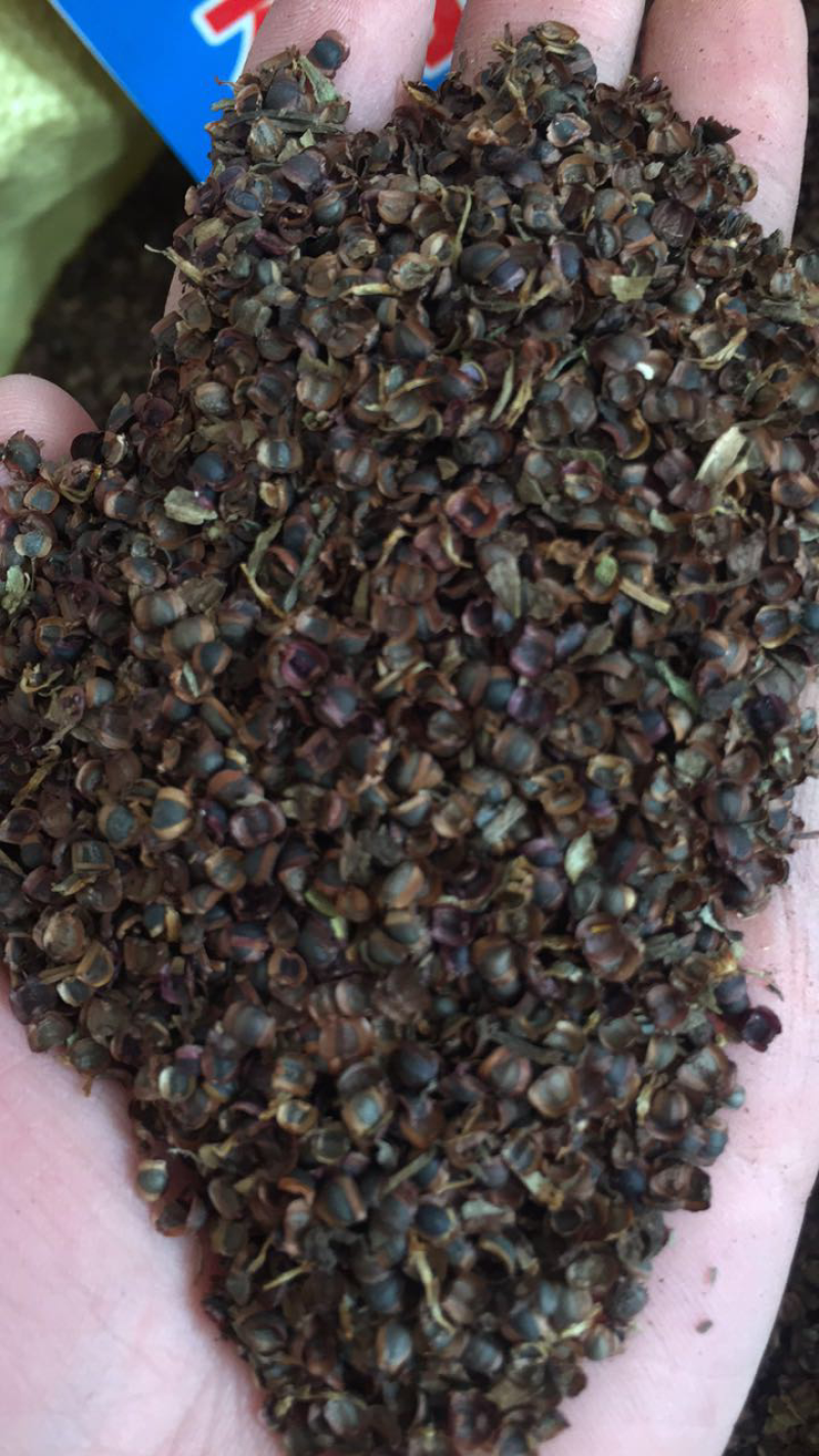 大花金鸡菊种子