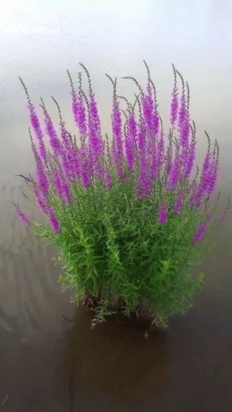 千屈菜种子
