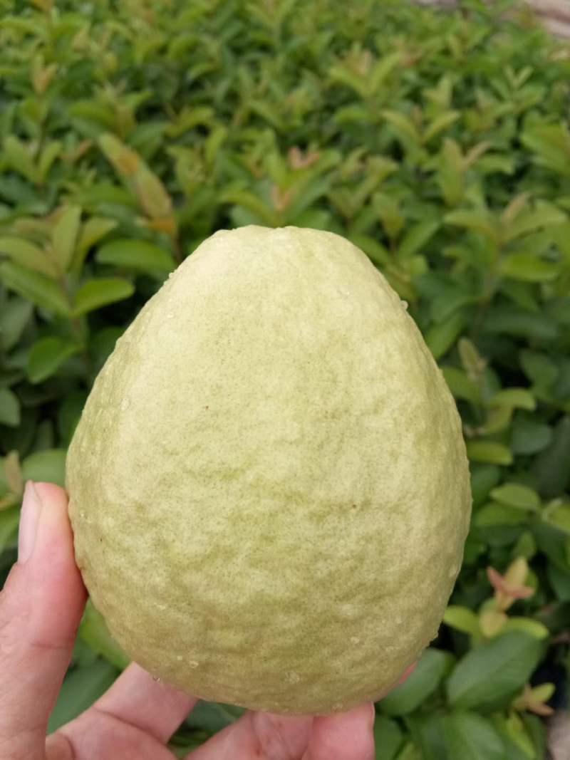台湾珍珠芭乐苗