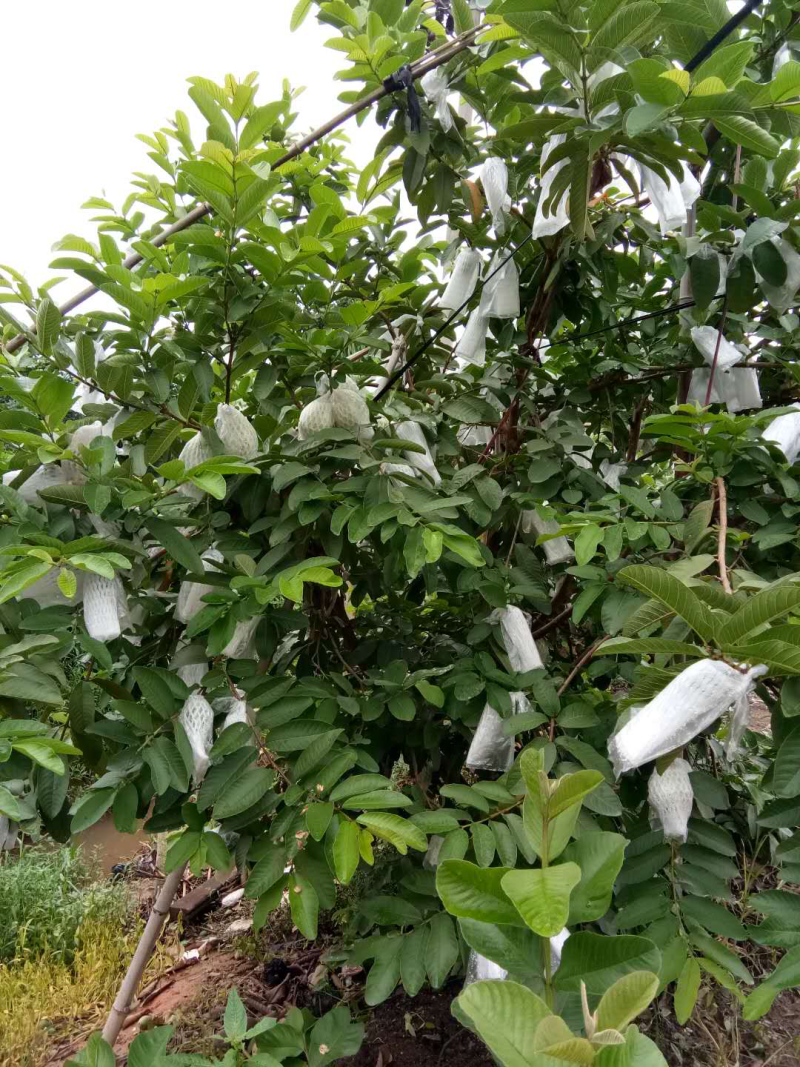 各种品种芭乐苗番石榴苗