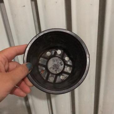 双色花盆揉不碎的花盆！