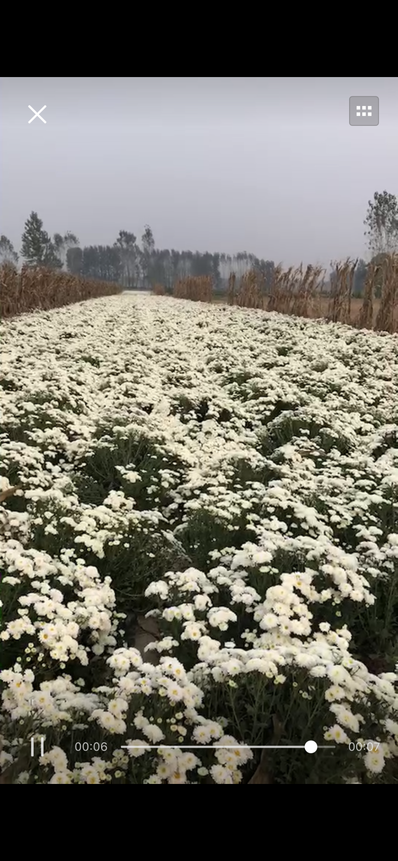 贡菊