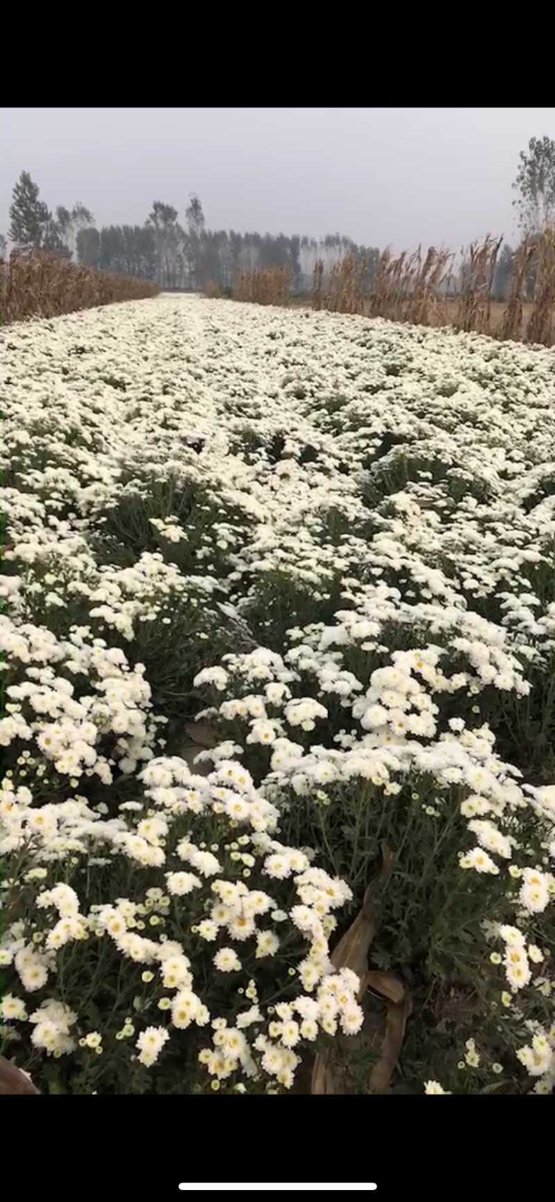 贡菊