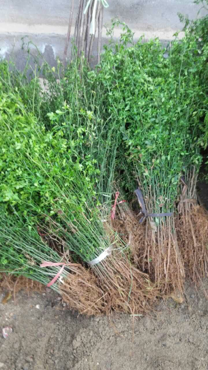 篱笆专用枸橘苗枳壳苗园林工程绿化用