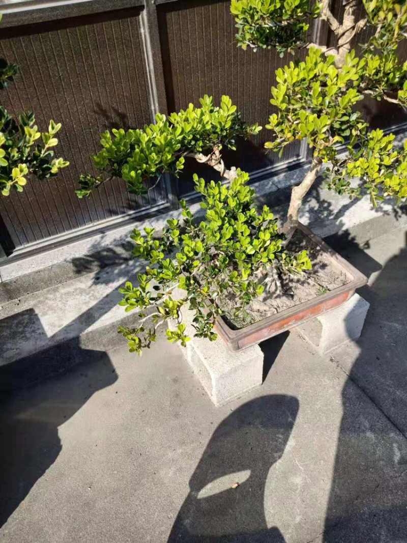 小叶黄杨。盐城东台苗木基地。