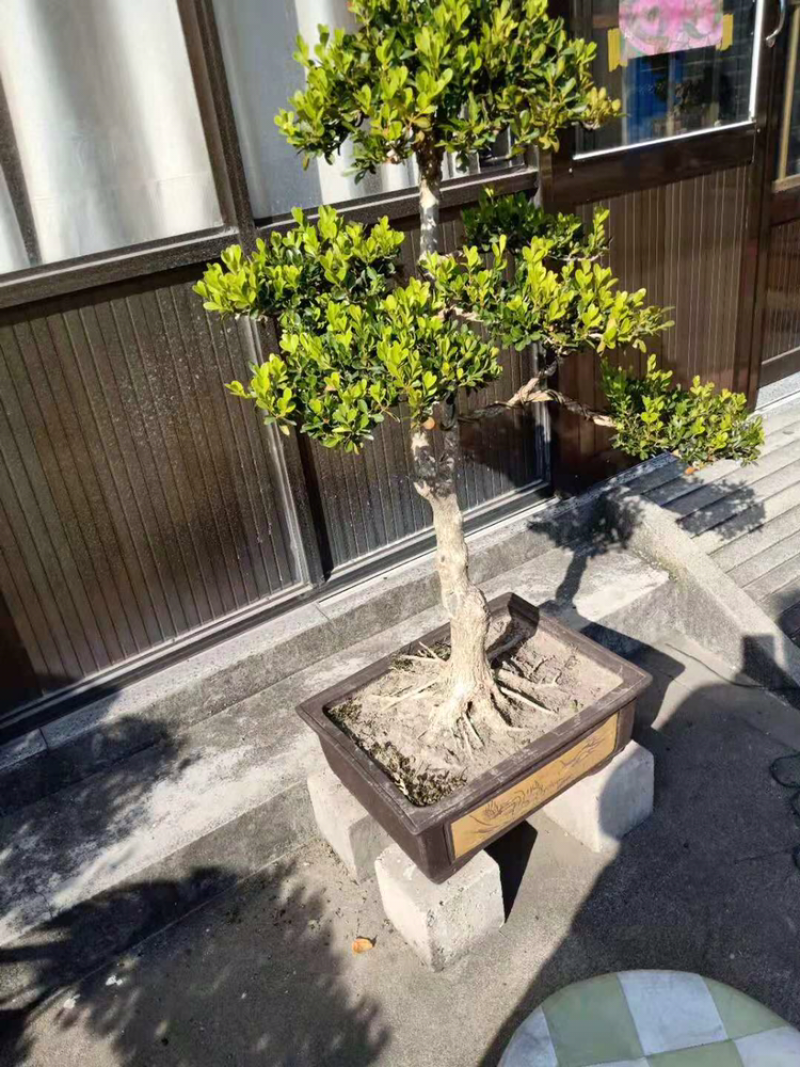 小叶黄杨。盐城东台苗木基地。