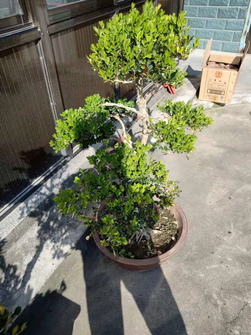 小叶黄杨。盐城东台苗木基地。