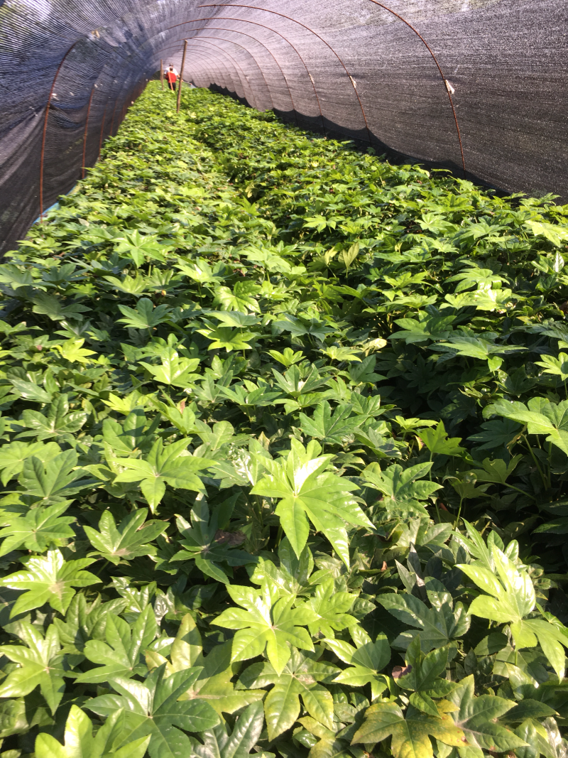 自己八角金盘小苗50万出售！