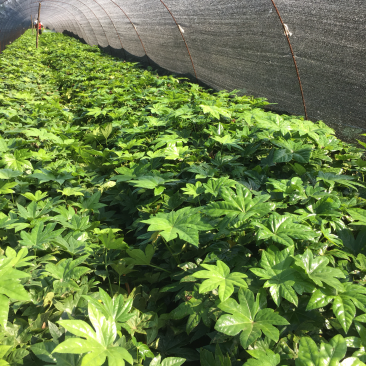 自己八角金盘小苗50万出售！