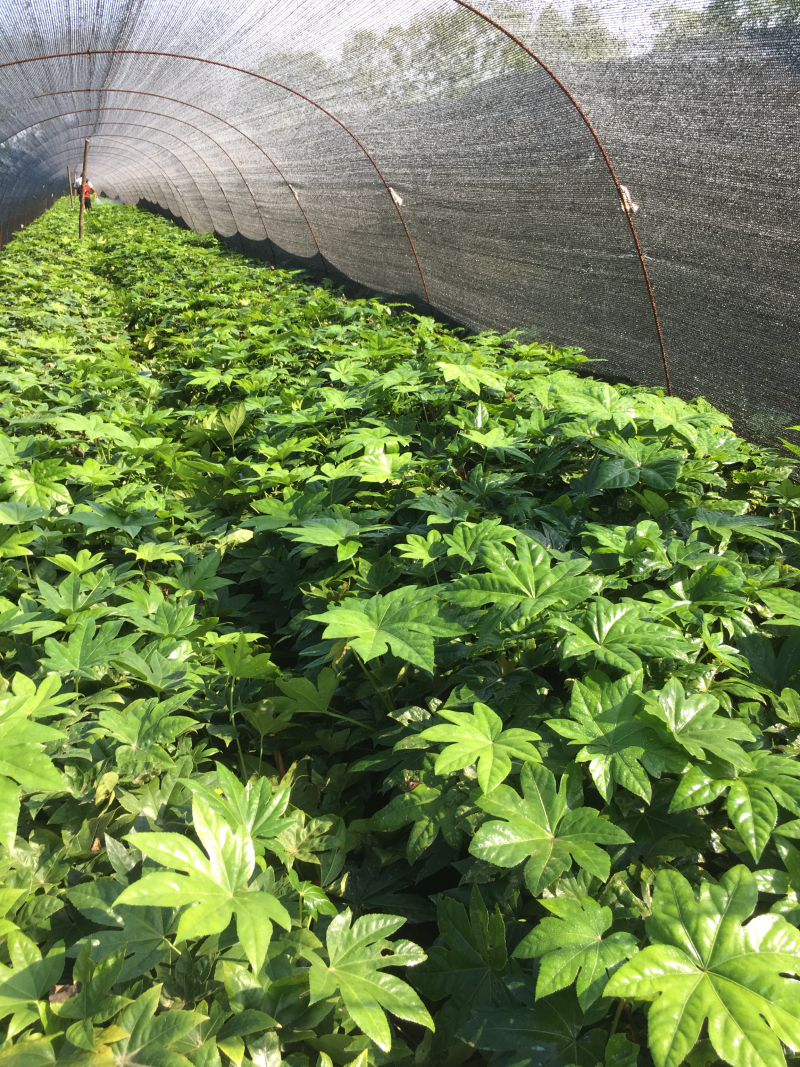 自己八角金盘小苗50万出售！