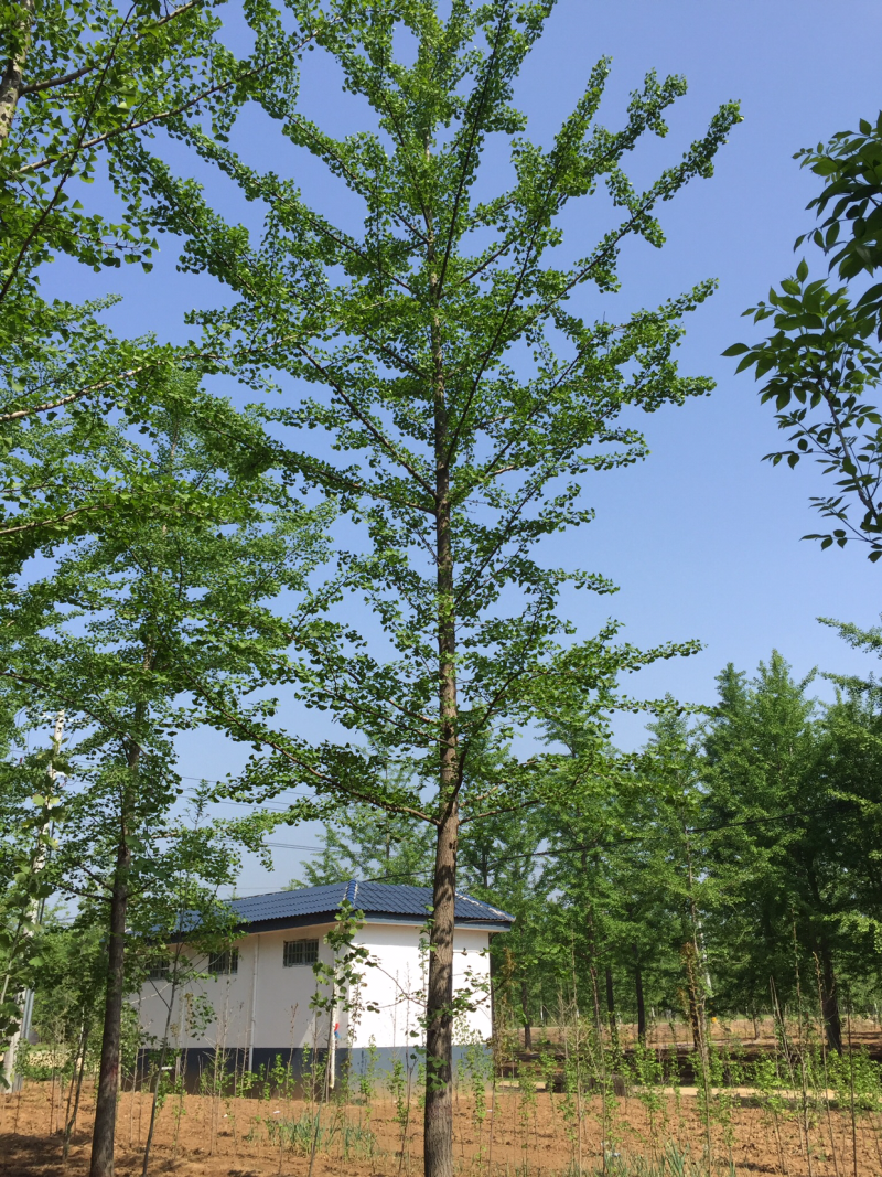 【精品】银杏树10-35公分原树型好价格低基地直供