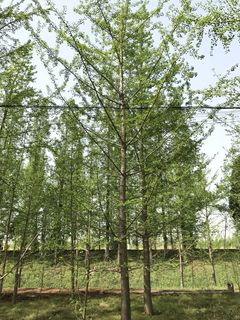 【精品】银杏树10-35公分原树型好价格低基地直供