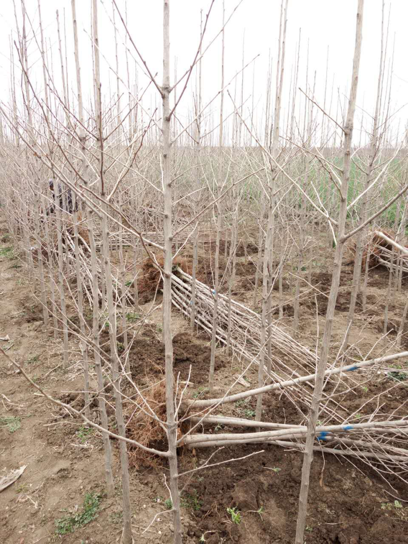 银杏树小苗1-8公分清地处理，各种规格供应，直发价格低