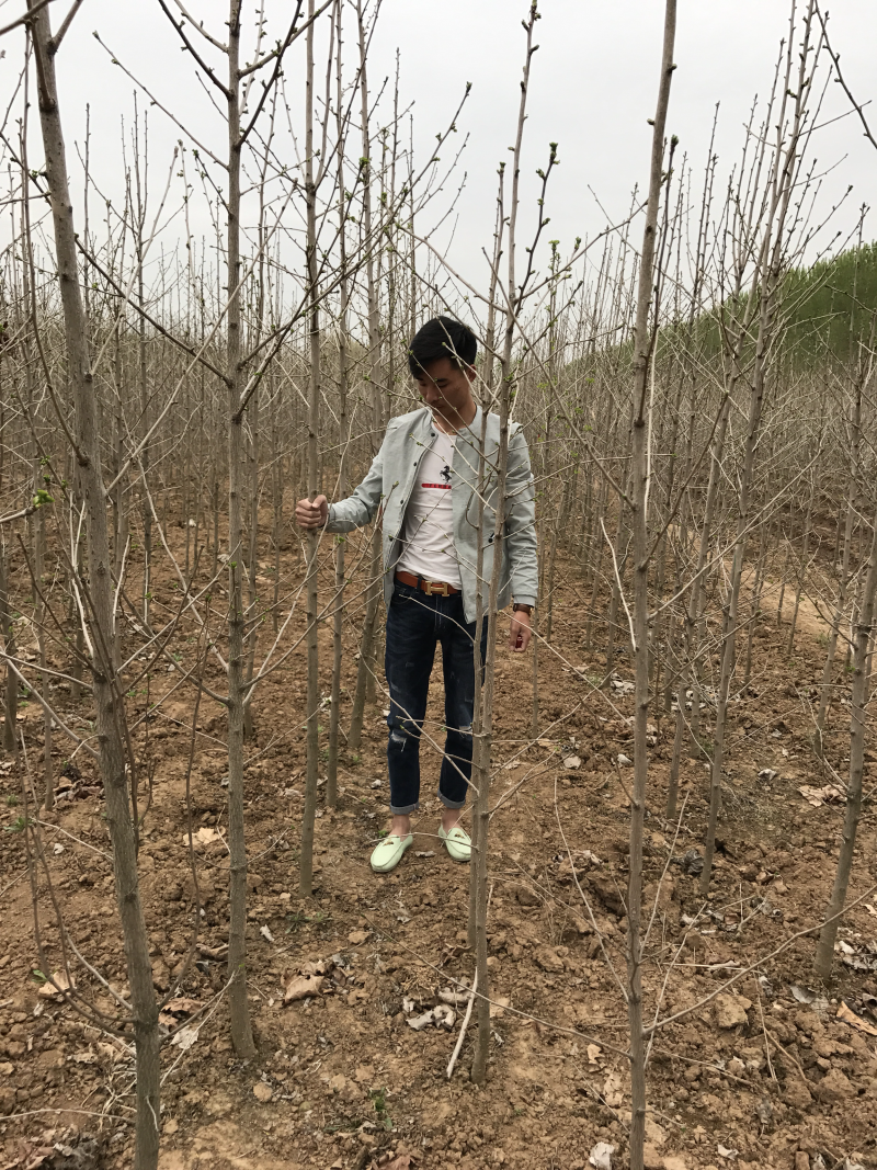 银杏树小苗1-8公分清地处理，各种规格供应，直发价格低