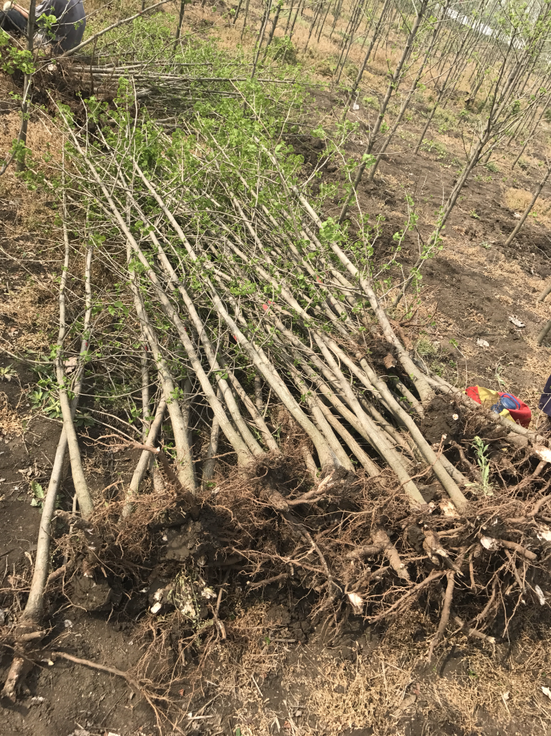 银杏树小苗1-8公分清地处理，各种规格供应，直发价格低