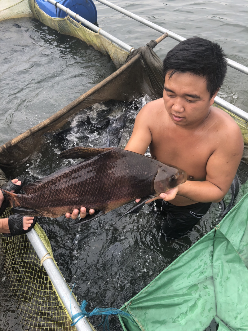 广东地区大量供应10斤至20斤水库青鱼，有20万斤待售！
