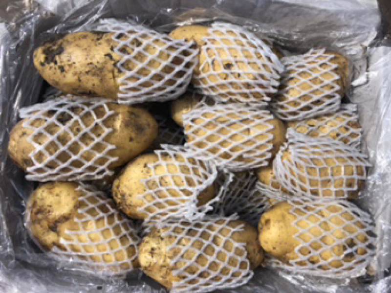 山东荷兰十五土豆精品库存基地直销无青头无虫眼诚信经营