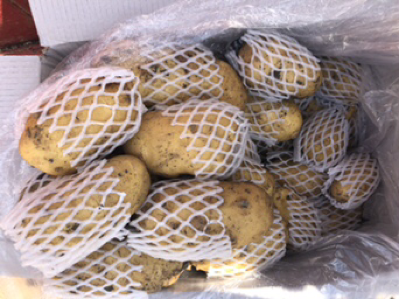 山东荷兰十五土豆精品库存基地直销无青头无虫眼诚信经营