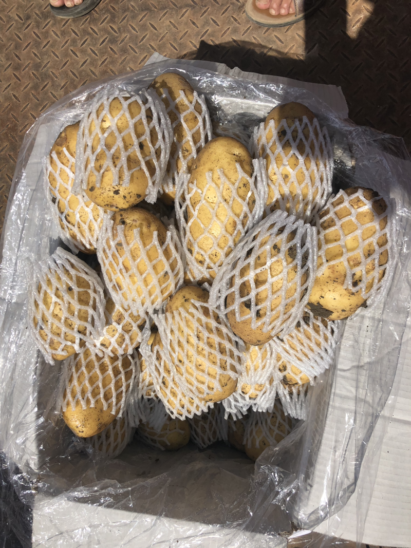 山东荷兰十五土豆精品库存基地直销无青头无虫眼诚信经营