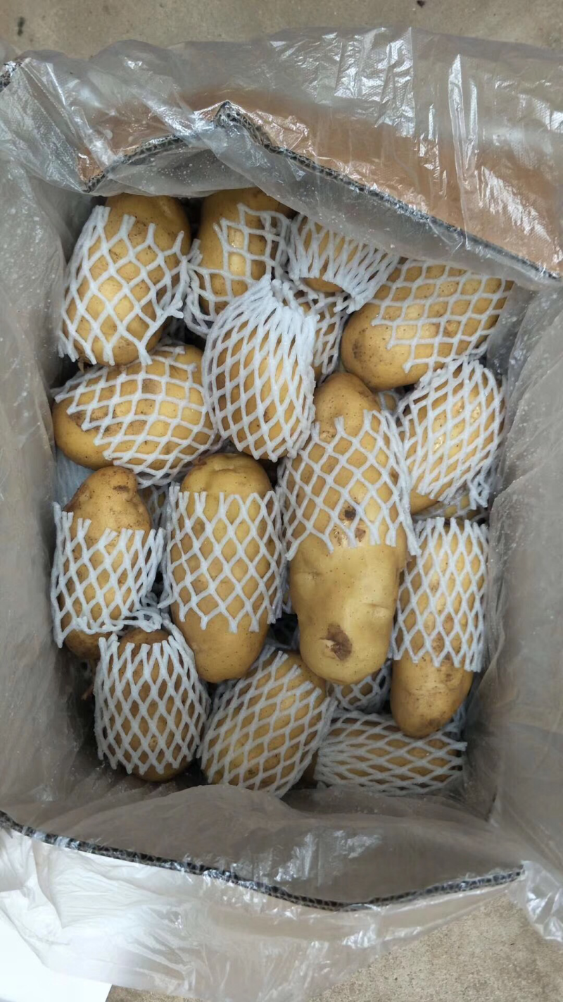 山东荷兰十五土豆精品库存基地直销无青头无虫眼诚信经营