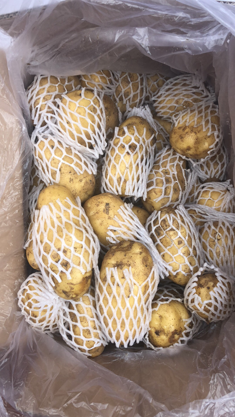 山东荷兰十五土豆精品库存基地直销无青头无虫眼诚信经营