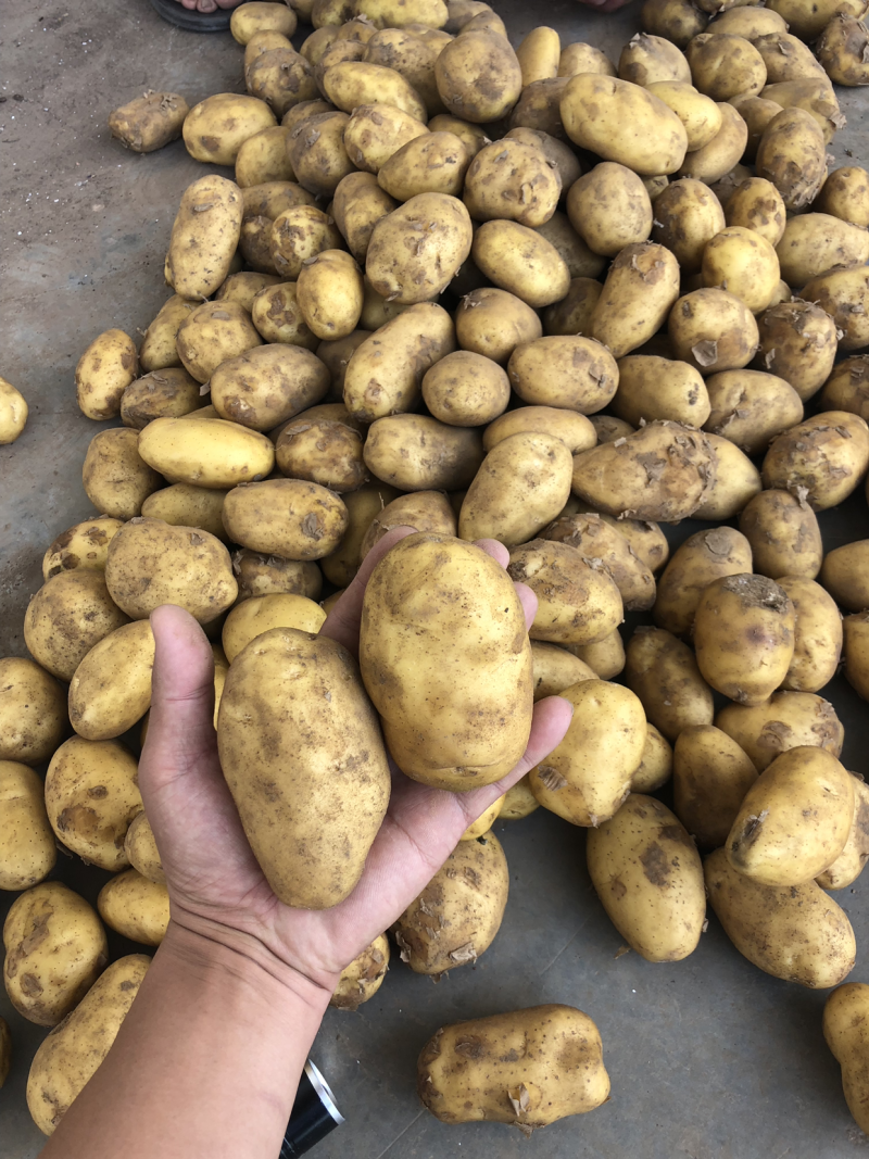 山东荷兰十五土豆精品库存基地直销无青头无虫眼诚信经营