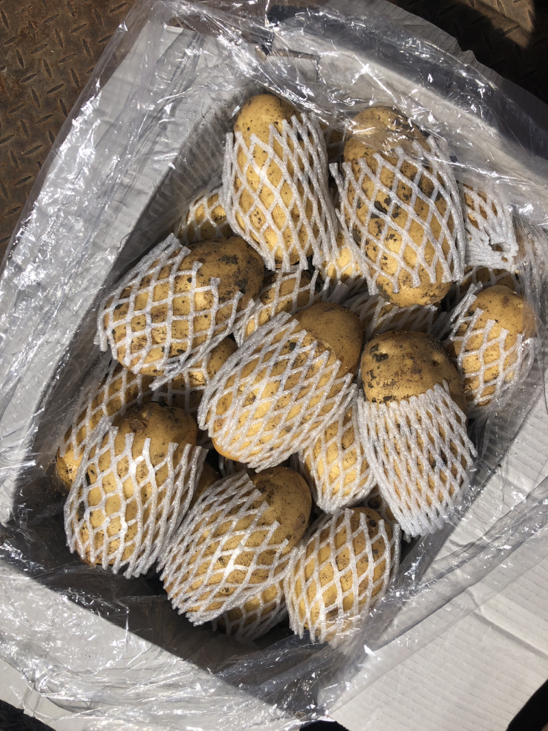 山东荷兰十五土豆精品库存基地直销无青头无虫眼诚信经营