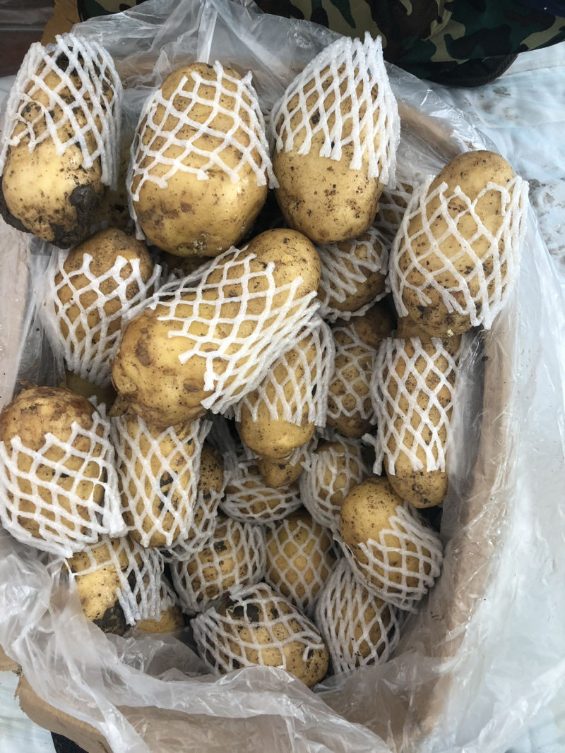 山东荷兰十五土豆精品库存基地直销无青头无虫眼诚信经营