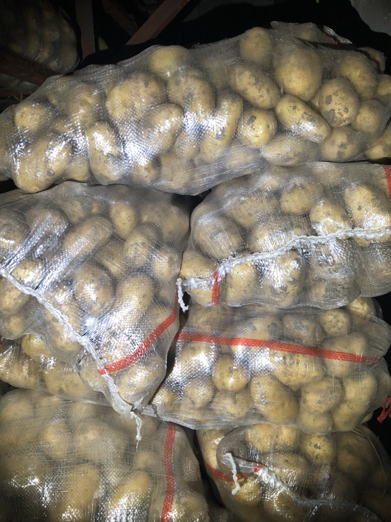 山东荷兰十五土豆精品库存基地直销无青头无虫眼诚信经营