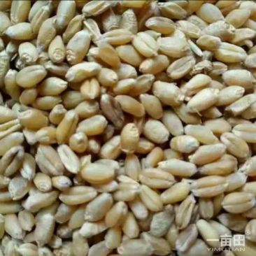 小麦