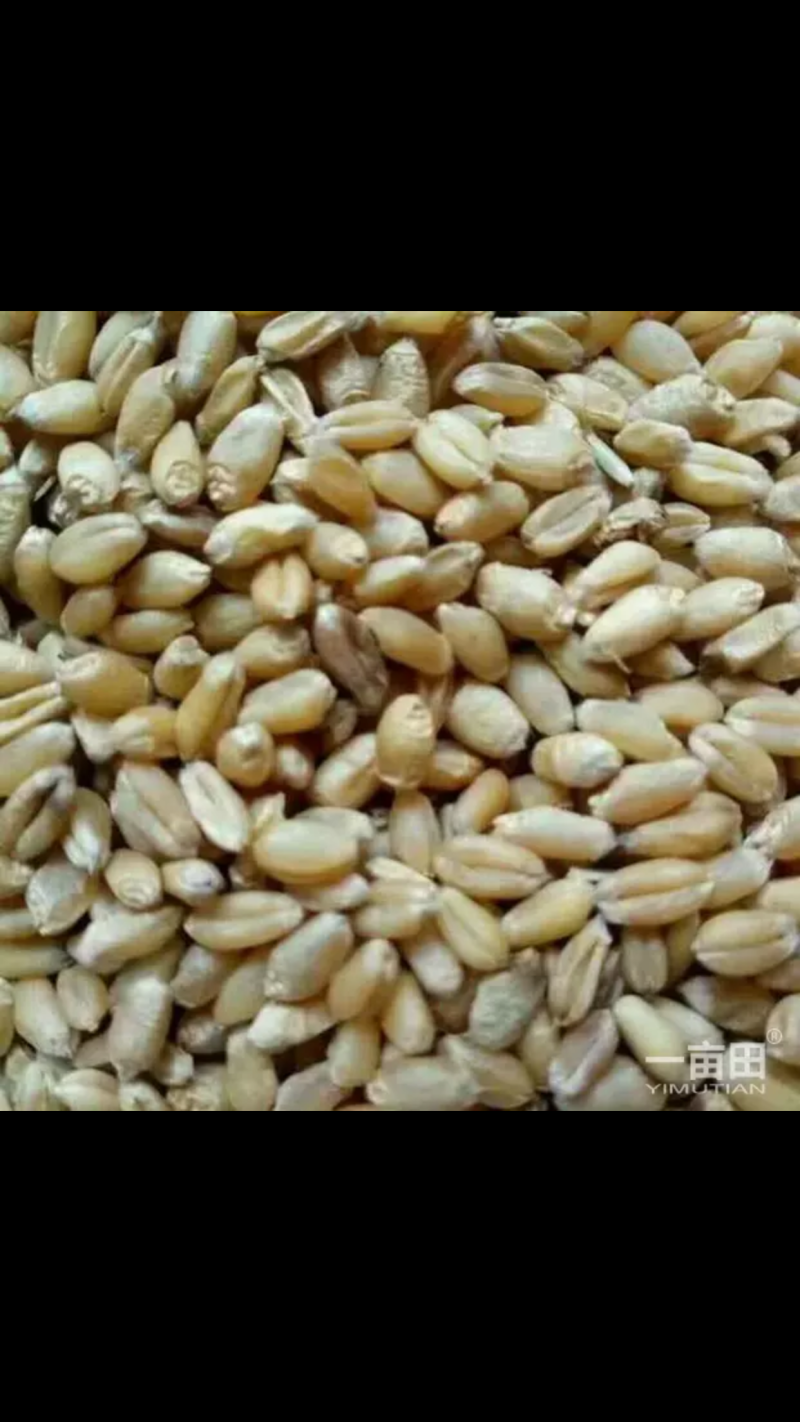 小麦