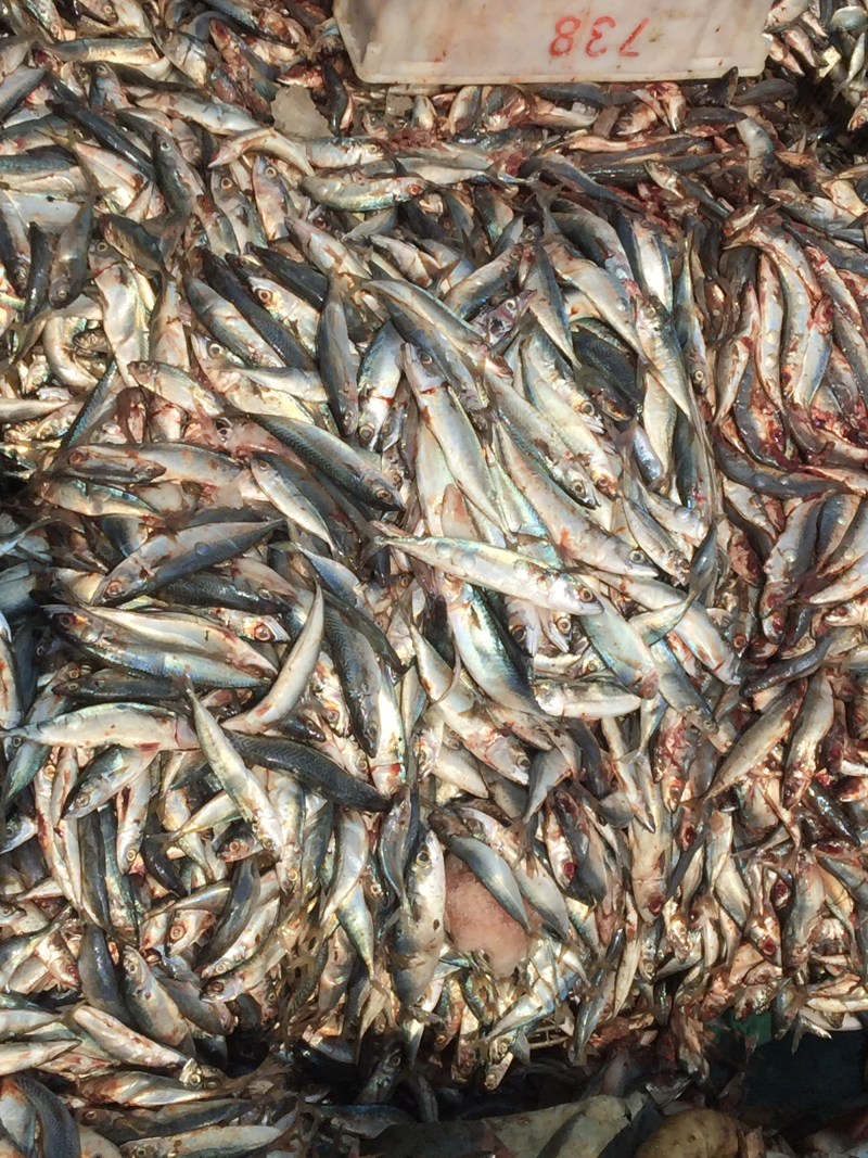 饲料鱼