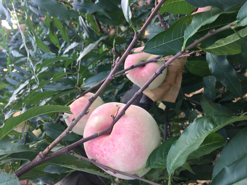大量映霜红上市有需要的可以微我