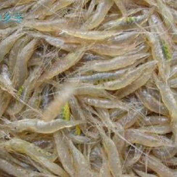 小白虾