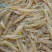 小白虾