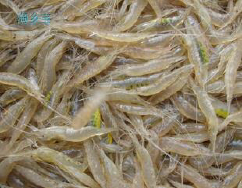 小白虾
