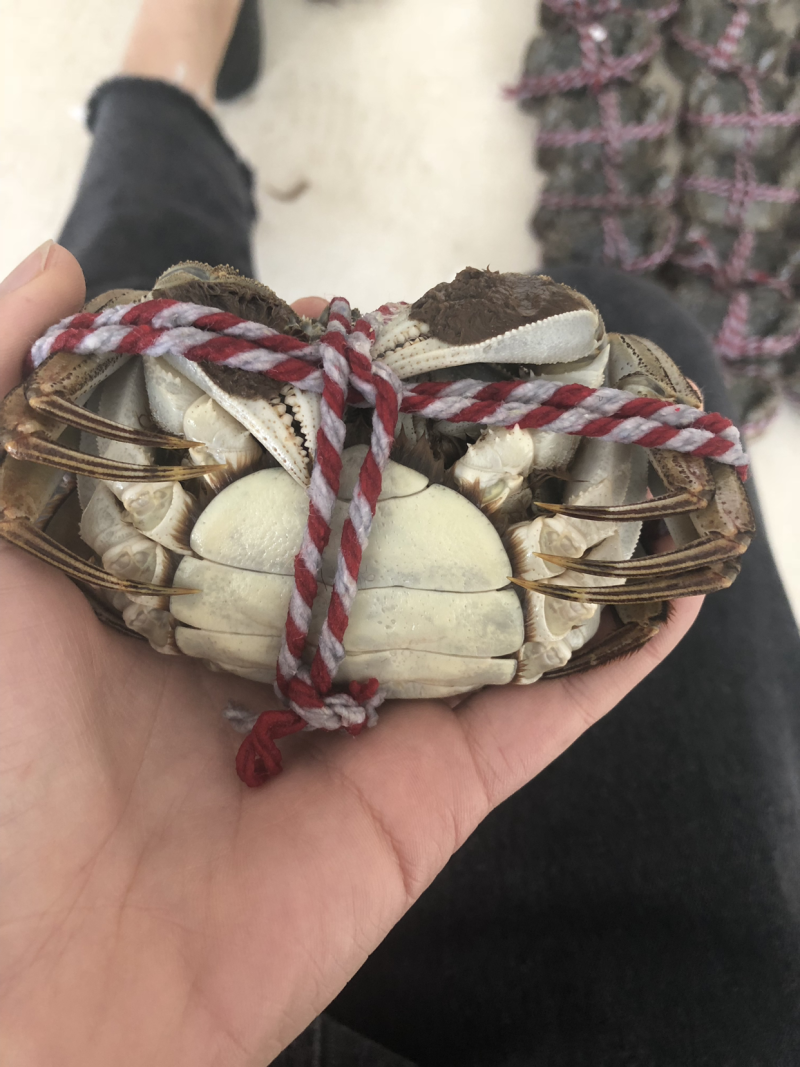 洪泽湖精品大闸蟹礼盒批发一件代发。量大从优