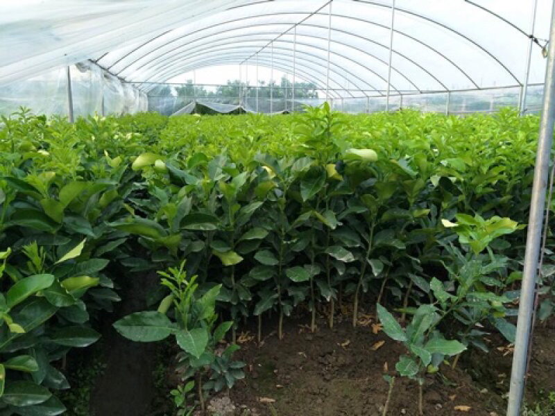 红心柚子树苗盆栽地载柚子苗嫁接果树苗南方北方庭院种植当年