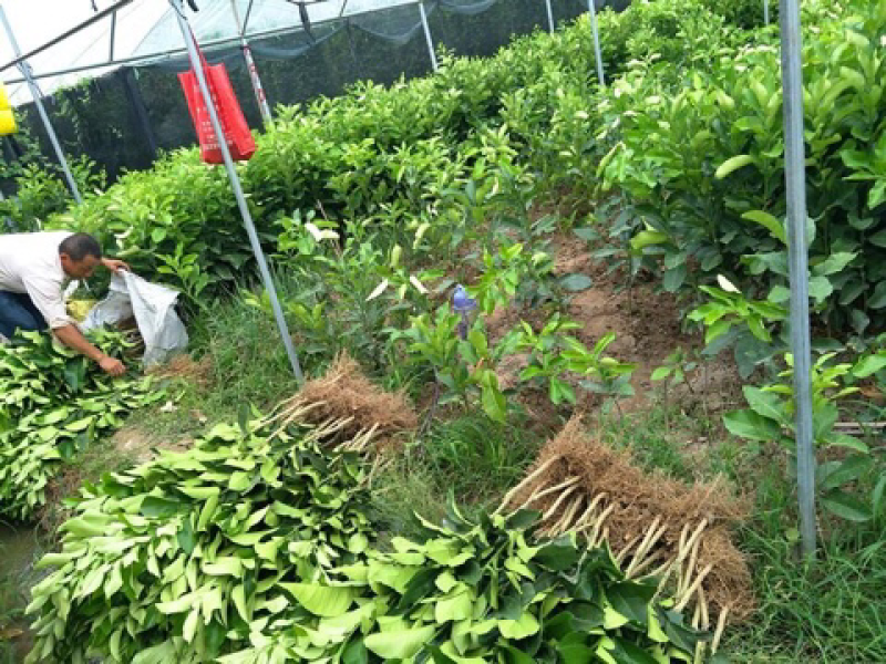 红心柚子树苗盆栽地载柚子苗嫁接果树苗南方北方庭院种植当年