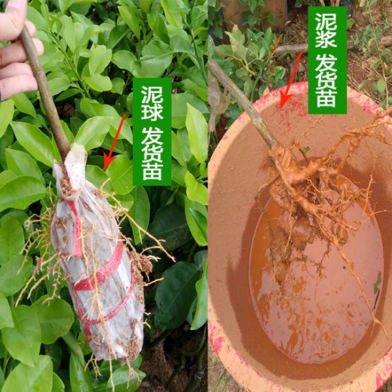 红心柚子树苗盆栽地载柚子苗嫁接果树苗南方北方庭院种植当年