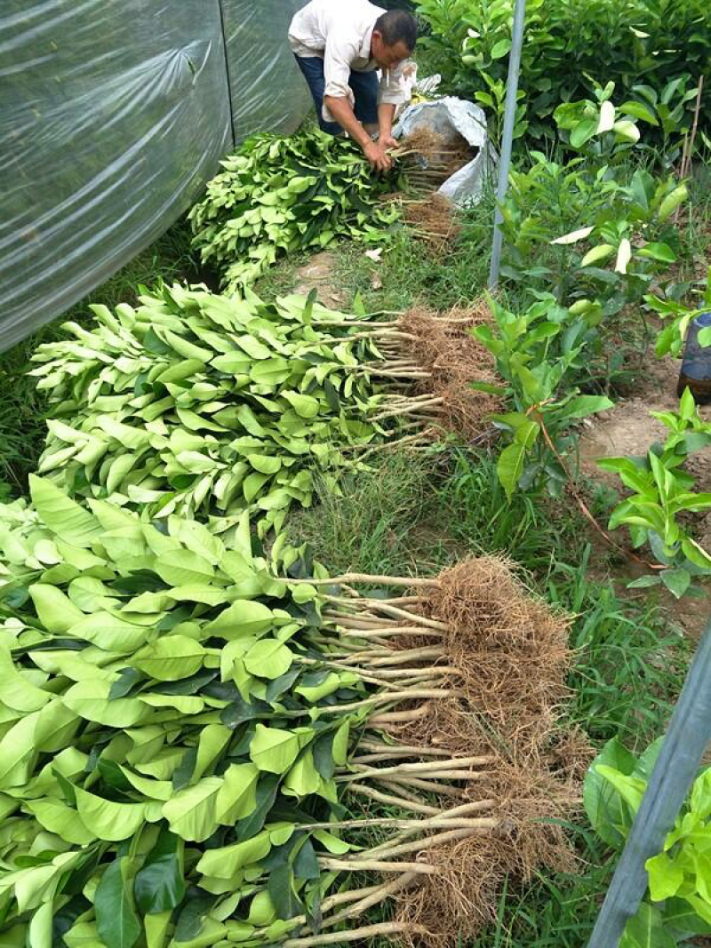 红心柚子树苗盆栽地载柚子苗嫁接果树苗南方北方庭院种植当年