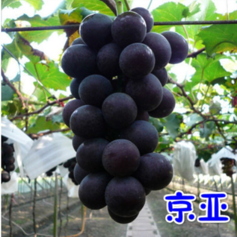 葡萄苗当年结果南方北方种植爬藤葡萄树苗盆栽地栽无核果树