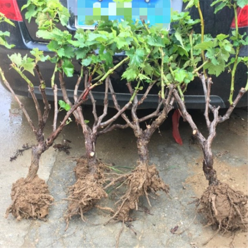 葡萄苗当年结果南方北方种植爬藤葡萄树苗盆栽地栽无核果树