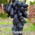 葡萄苗当年结果南方北方种植爬藤葡萄树苗盆栽地栽无核果树