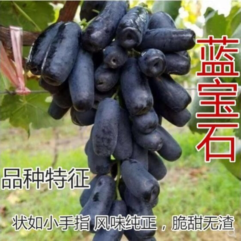 葡萄苗当年结果南方北方种植爬藤葡萄树苗盆栽地栽无核果树